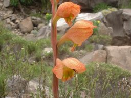 Gladiolus dalenii subsp. dalenii leaves